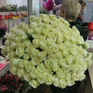 65 бело-розовых роз